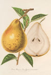 Poire Beurré Jean Van Geert