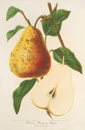Poire Beurré Spae