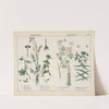 Poisonous Plants (Bryony, Waterdropwort, Caper Spurge) by Charlotte Mary Yonge