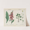 Poisonous Plants (Foxglove, Buttercup) by Charlotte Mary Yonge