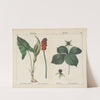Poisonous Plants (Lords &amp; Ladies, Herb Paris) by Charlotte Mary Yonge