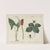 Poisonous Plants (Lords &amp; Ladies, Herb Paris) by Charlotte Mary Yonge