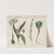 Poisonous Plants (Meadow Saffron, Mezereon) by Charlotte Mary Yonge
