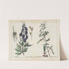 Poisonous Plants (Monk&#039;s-Hood, Woody Nightshade) by Charlotte Mary Yonge