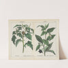 Poisonous Plants (Thorn apple, Deadly Nightshade) by Charlotte Mary Yonge