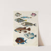 Poissons, ecrevisses et crabes, de diverses couleurs et figures extraordinaires.. Pl.001 by Louis Renard