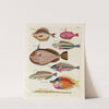 Poissons, ecrevisses et crabes, de diverses couleurs et figures extraordinaires.. Pl.004 by Louis Renard