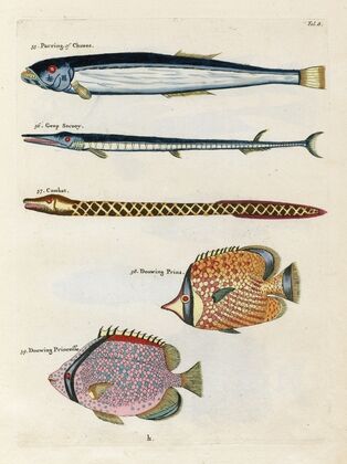 Poissons, ecrevisses et crabes, de diverses couleurs et figures extraordinaires.. Pl.008