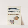 Poissons, ecrevisses et crabes, de diverses couleurs et figures extraordinaires.. Pl.008 by Louis Renard