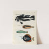 Poissons, ecrevisses et crabes, de diverses couleurs et figures extraordinaires.. Pl.009 by Louis Renard