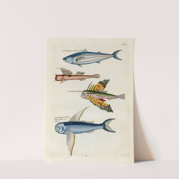 Poissons, ecrevisses et crabes, de diverses couleurs et figures extraordinaires.. Pl.010 by Louis Renard