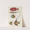 Poissons, ecrevisses et crabes, de diverses couleurs et figures extraordinaires.. Pl.012 by Louis Renard