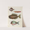Poissons, ecrevisses et crabes, de diverses couleurs et figures extraordinaires.. Pl.013 by Louis Renard