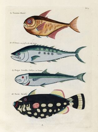 Poissons, ecrevisses et crabes, de diverses couleurs et figures extraordinaires.. Pl.015