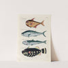 Poissons, ecrevisses et crabes, de diverses couleurs et figures extraordinaires.. Pl.015 by Louis Renard
