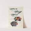 Poissons, ecrevisses et crabes, de diverses couleurs et figures extraordinaires.. Pl.016 by Louis Renard