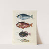 Poissons, ecrevisses et crabes, de diverses couleurs et figures extraordinaires.. Pl.017 by Louis Renard
