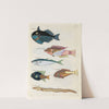 Poissons, ecrevisses et crabes, de diverses couleurs et figures extraordinaires.. Pl.018 by Louis Renard