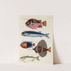 Poissons, ecrevisses et crabes, de diverses couleurs et figures extraordinaires.. Pl.019 by Louis Renard