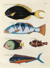 Poissons, ecrevisses et crabes, de diverses couleurs et figures extraordinaires.. Pl.022