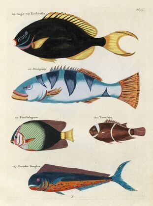 Poissons, ecrevisses et crabes, de diverses couleurs et figures extraordinaires.. Pl.022