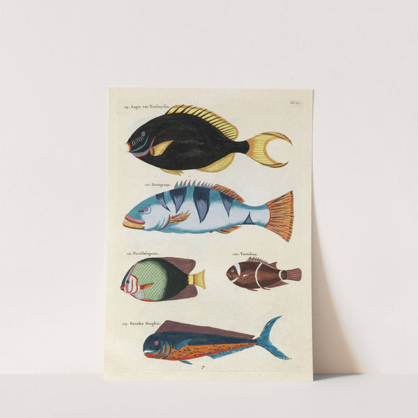 Poissons, ecrevisses et crabes, de diverses couleurs et figures extraordinaires.. Pl.022 by Louis Renard