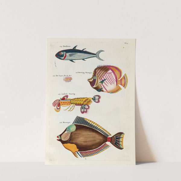 Poissons, ecrevisses et crabes, de diverses couleurs et figures extraordinaires.. Pl.023 by Louis Renard