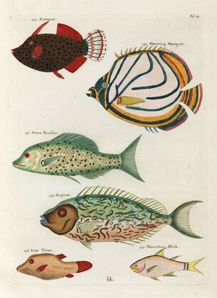 Poissons, ecrevisses et crabes, de diverses couleurs et figures extraordinaires.. Pl.025