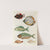 Poissons, ecrevisses et crabes, de diverses couleurs et figures extraordinaires.. Pl.025 by Louis Renard