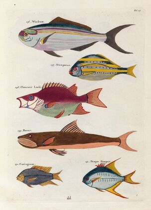 Poissons, ecrevisses et crabes, de diverses couleurs et figures extraordinaires.. Pl.027