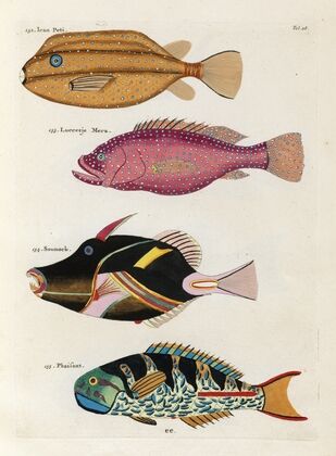 Poissons, ecrevisses et crabes, de diverses couleurs et figures extraordinaires.. Pl.028