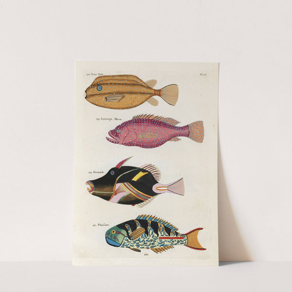 Poissons, ecrevisses et crabes, de diverses couleurs et figures extraordinaires.. Pl.028 by Louis Renard