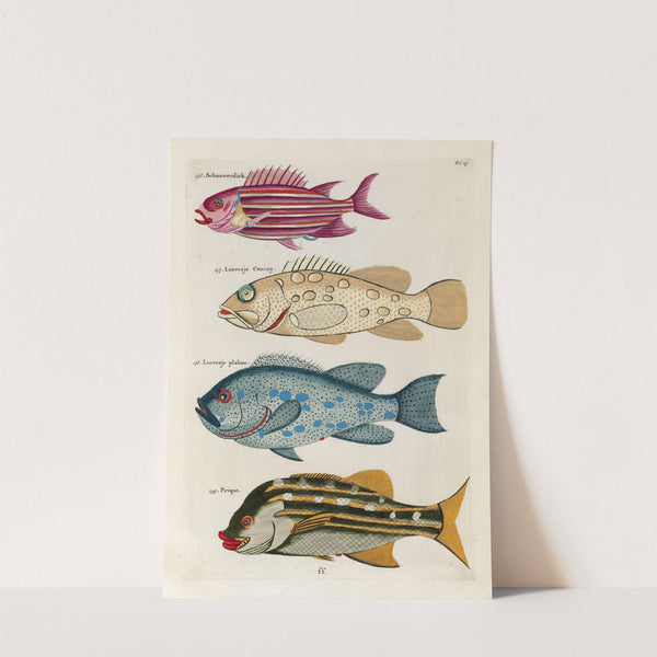 Poissons, ecrevisses et crabes, de diverses couleurs et figures extraordinaires.. Pl.029 by Louis Renard