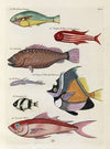 Poissons, ecrevisses et crabes, de diverses couleurs et figures extraordinaires.. Pl.030