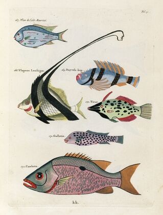 Poissons, ecrevisses et crabes, de diverses couleurs et figures extraordinaires.. Pl.031