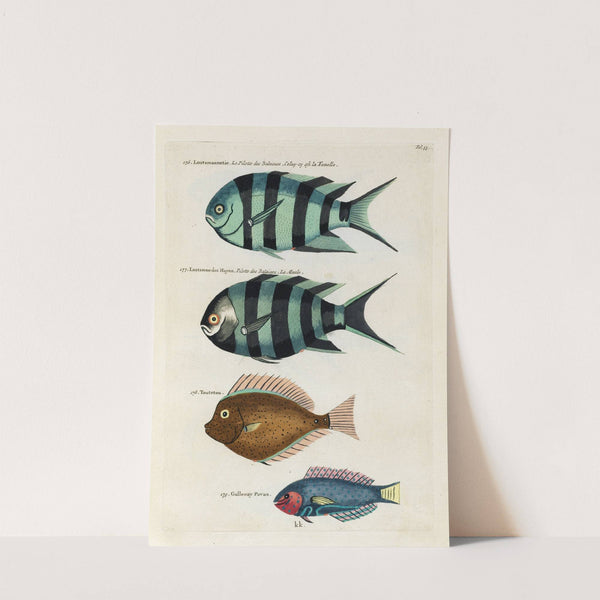 Poissons, ecrevisses et crabes, de diverses couleurs et figures extraordinaires.. Pl.033 by Louis Renard