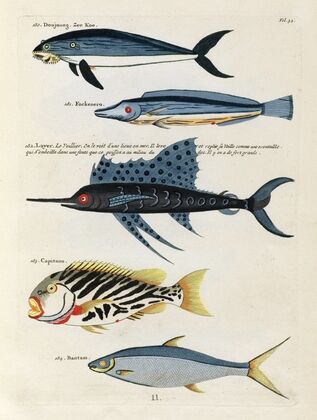 Poissons, ecrevisses et crabes, de diverses couleurs et figures extraordinaires.. Pl.034