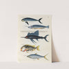 Poissons, ecrevisses et crabes, de diverses couleurs et figures extraordinaires.. Pl.034 by Louis Renard