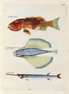 Poissons, ecrevisses et crabes, de diverses couleurs et figures extraordinaires.. Pl.035