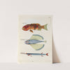 Poissons, ecrevisses et crabes, de diverses couleurs et figures extraordinaires.. Pl.035 by Louis Renard