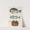 Poissons, ecrevisses et crabes, de diverses couleurs et figures extraordinaires.. Pl.036 by Louis Renard