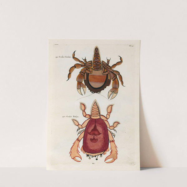 Poissons, ecrevisses et crabes, de diverses couleurs et figures extraordinaires.. Pl.037 by Louis Renard