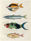 Poissons, ecrevisses et crabes, de diverses couleurs et figures extraordinaires.. Pl.040
