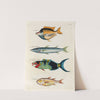 Poissons, ecrevisses et crabes, de diverses couleurs et figures extraordinaires.. Pl.040 by Louis Renard