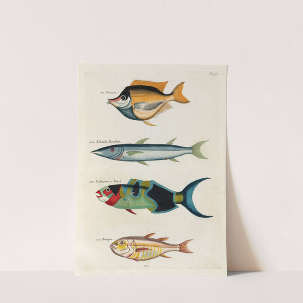 Poissons, ecrevisses et crabes, de diverses couleurs et figures extraordinaires.. Pl.040 by Louis Renard