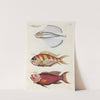Poissons, ecrevisses et crabes, de diverses couleurs et figures extraordinaires.. Pl.041 by Louis Renard