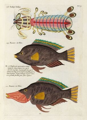 Poissons, ecrevisses et crabes, de diverses couleurs et figures extraordinaires.. Pl.042
