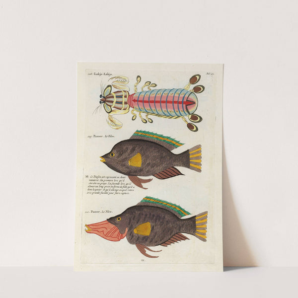 Poissons, ecrevisses et crabes, de diverses couleurs et figures extraordinaires.. Pl.042 by Louis Renard