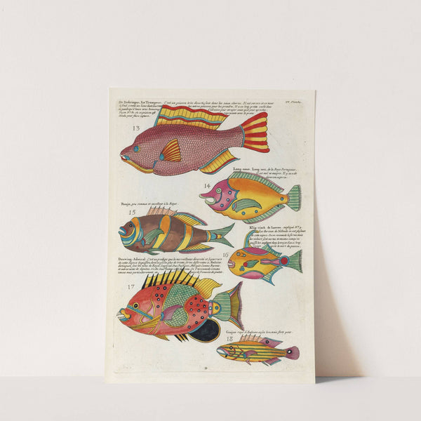 Poissons, ecrevisses et crabes, de diverses couleurs et figures extraordinaires.. Pl.047 by Louis Renard