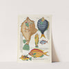 Poissons, ecrevisses et crabes, de diverses couleurs et figures extraordinaires.. Pl.049 by Louis Renard